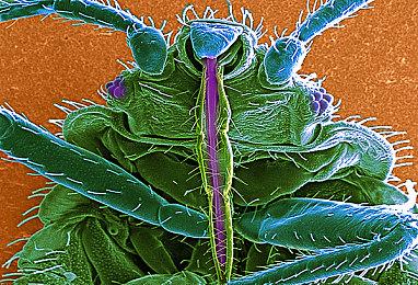 与魔物娘一同闯荡深渊世界《地心归途》抢先体验版现已开启